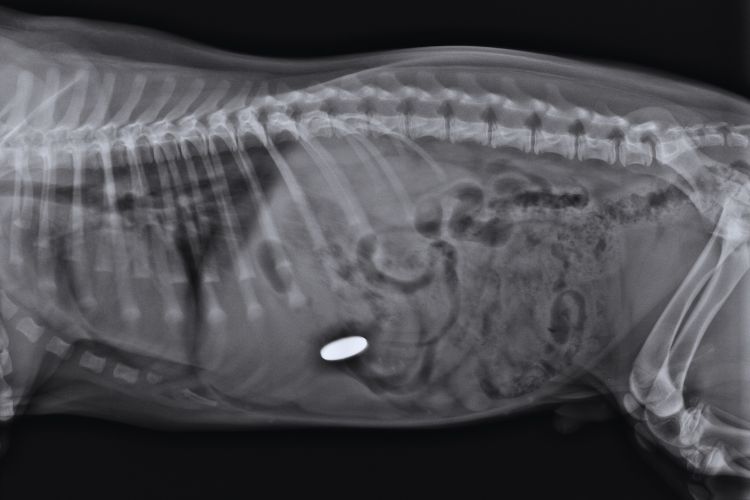 cachorro e seu raio x do estomago