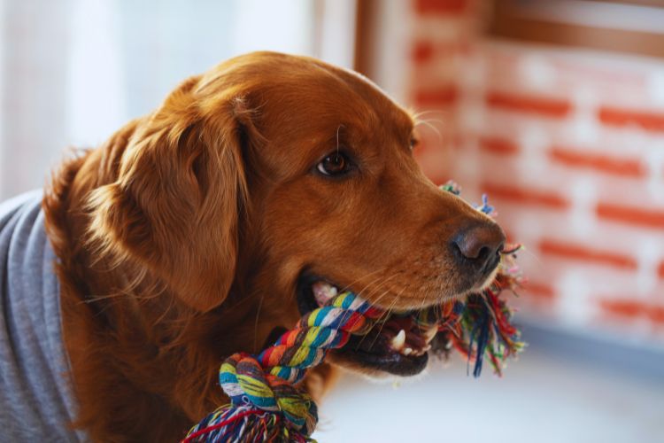cachorro golden retriever com brinquedo na boca