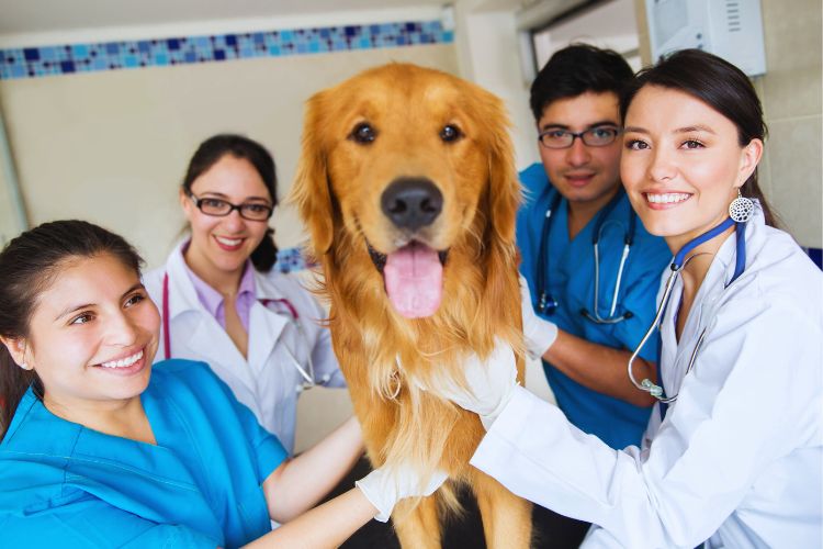 cachorro golden retriever com veterinários