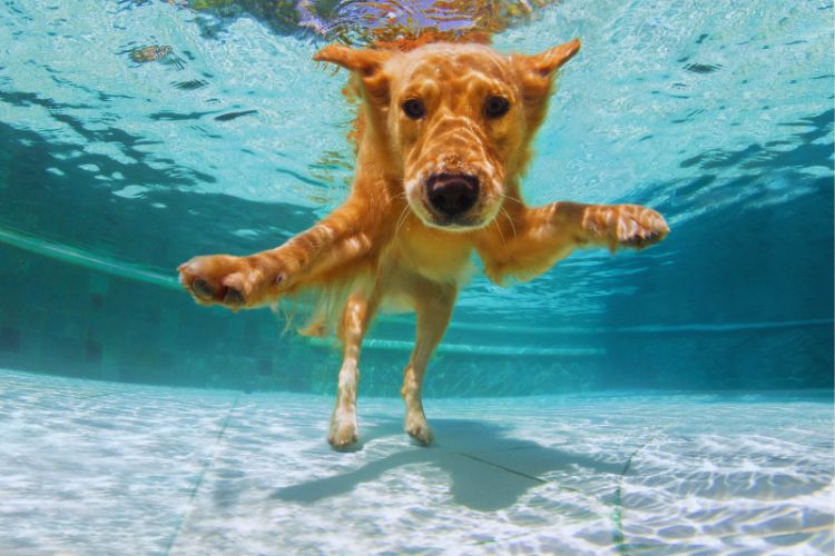 cachorro golden retriever nadando