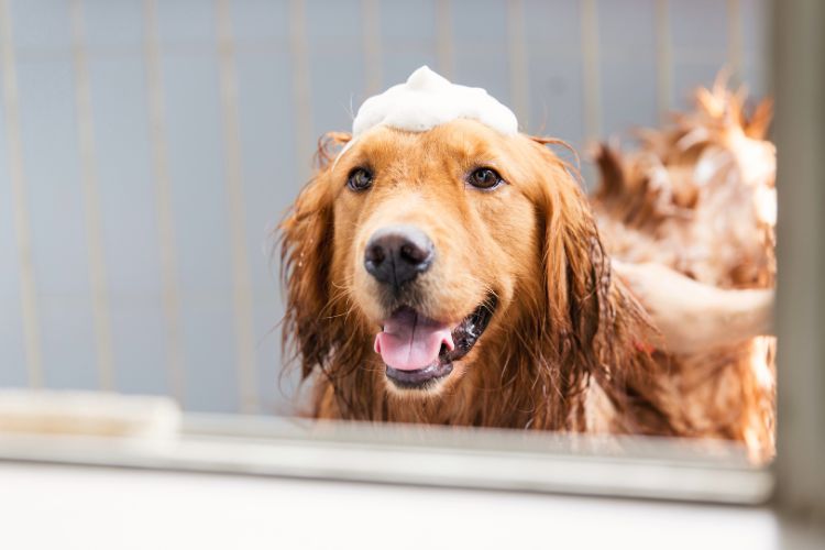 cachorro golden retriever tomando banho