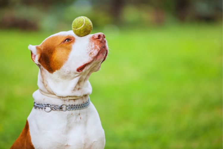 cachorro pit bul com bola na cabeça