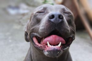 cachorro pit bull com boca aberta