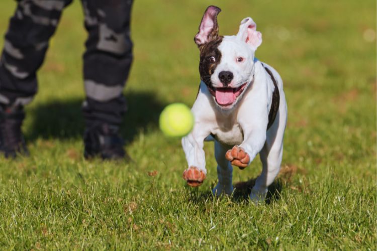 cachorro pitbull brincando com bola