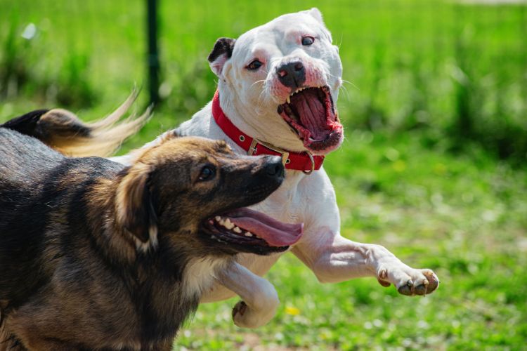 cachorro pitbull brincando com outro cachorro