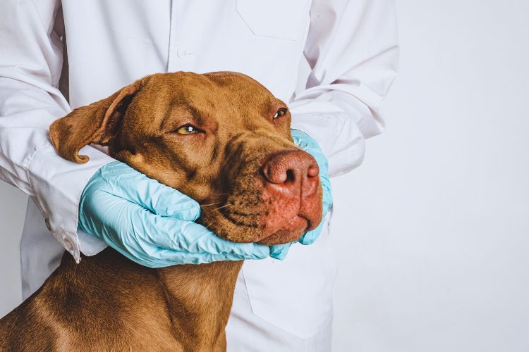 cachorro pitbull com veterinário
