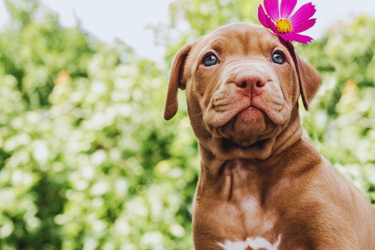 cachorro pitbull filhote com flor na cabeça
