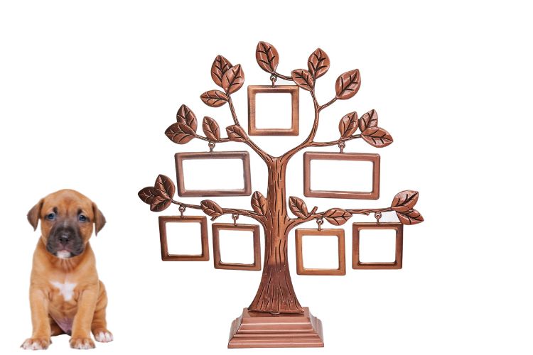 cachorro pitbull filhote e árvore genealógica