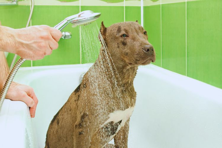 cachorro pitbull tomando banho