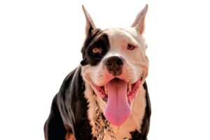 cachorro pit bull preto e branco com coleira