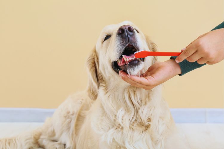 cachorro golden retriver com dente sendo escovado