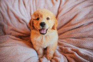 cachorro golden retriever filhote sentado na cama