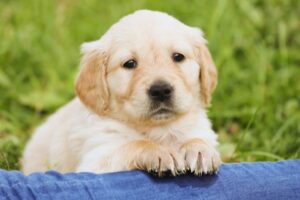 cachorro golden retriever filhote olhando para frente