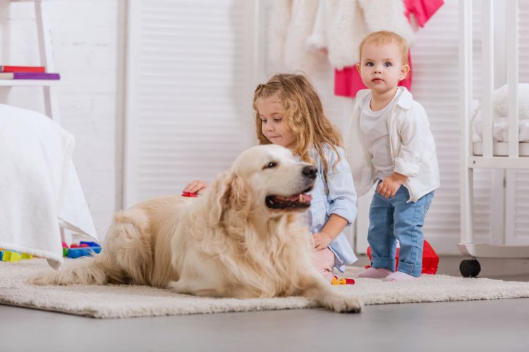 cachorro golden retriever com duas crianças