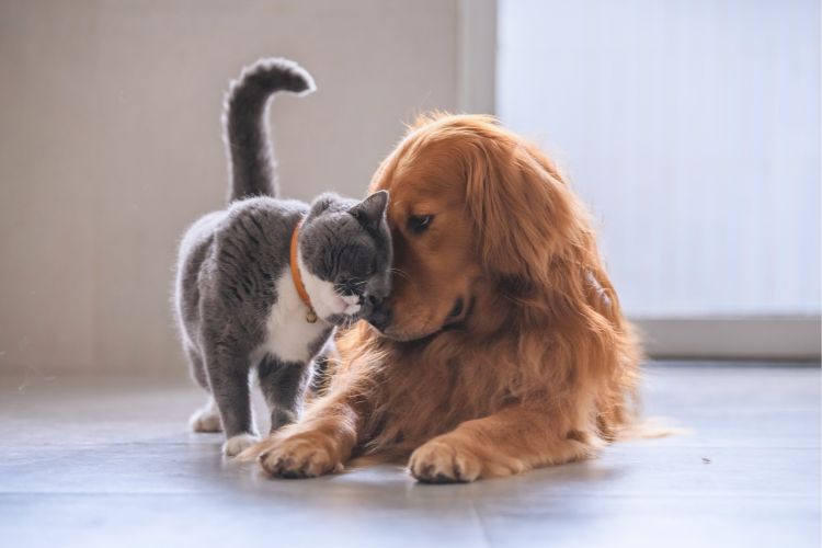 cachorro golden retriever e gato olhando um para o outro