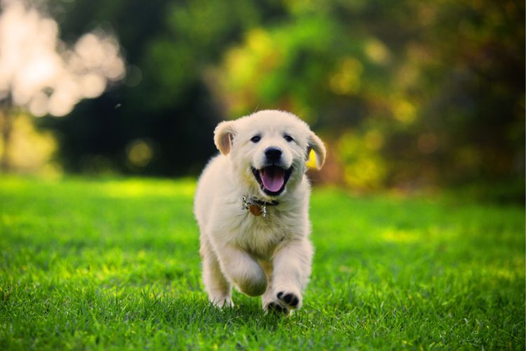 cachorro golden retriver filhote correndo na grama