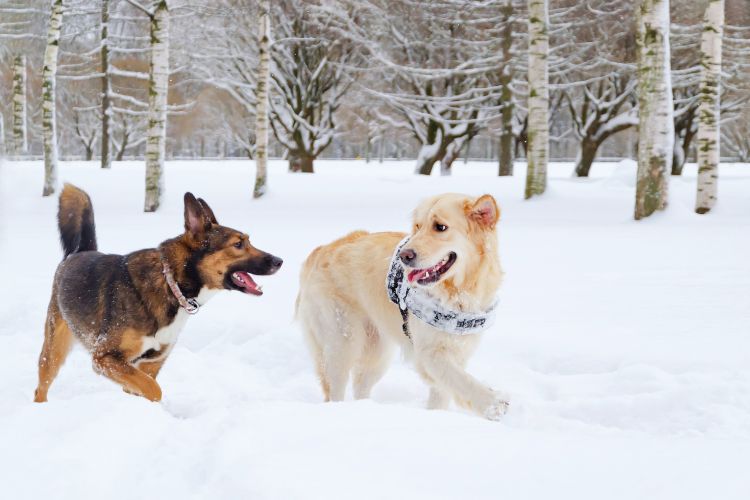 cachorro golden retriever e outro cachorro brincando na neve