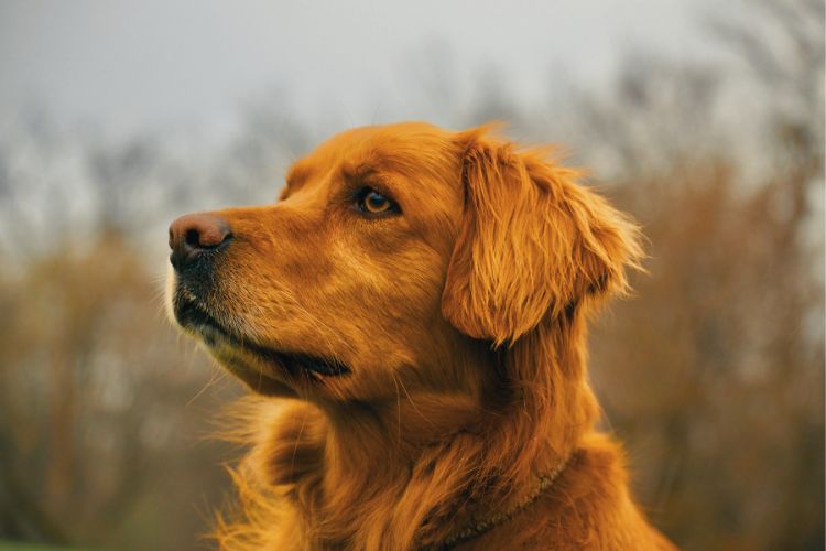 cachorro golden retriever olhando para o lado