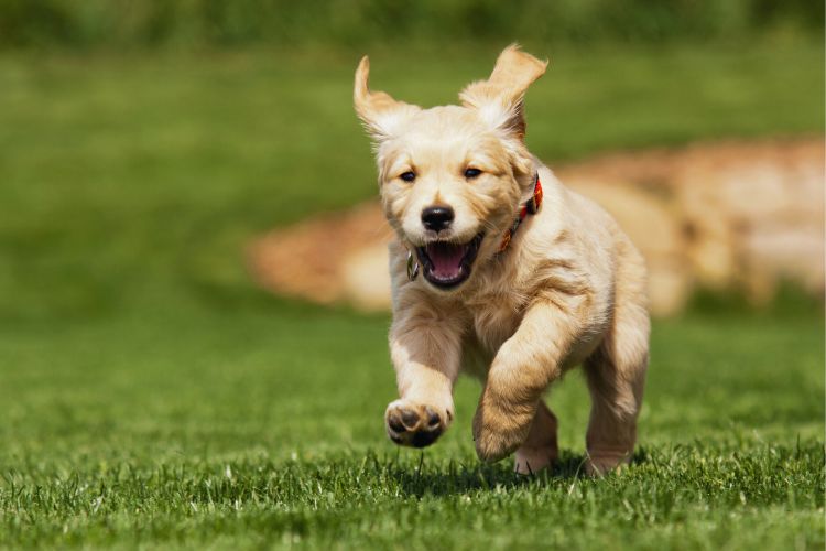cachorro golden retriever filhote correndo na grama