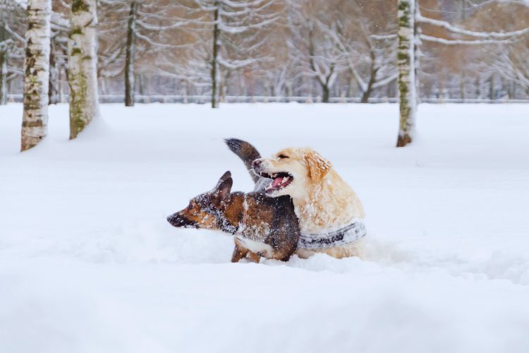 cachorro golden retriever e outro cachorro na neve