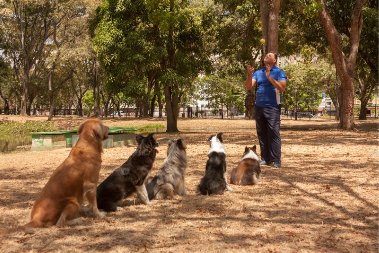 cachorros com treinador no parque
