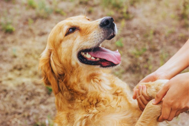 cachorro golden retriever com pessoa segurando sua pata