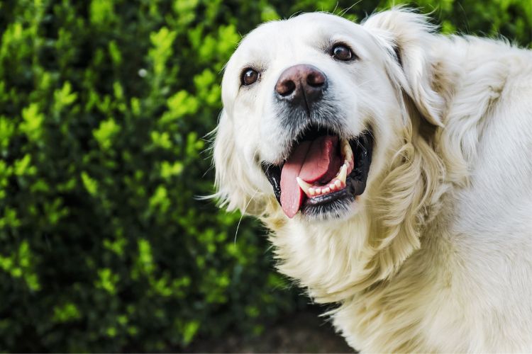 cachorro golden retriever branco com boca aberta