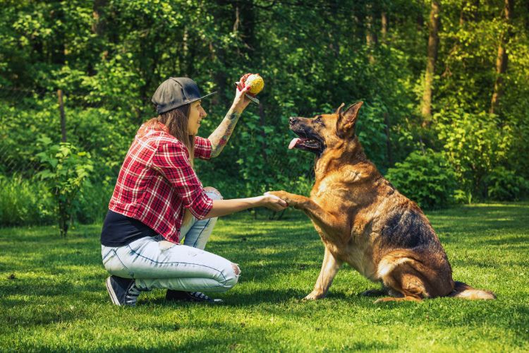 cachorro pastor alemão brincando com mulher