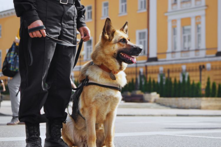 cachorro pastor alemão com policial