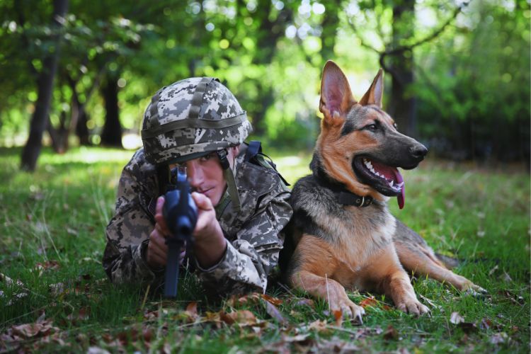 cachorro pastor alemão junto de militar atirando