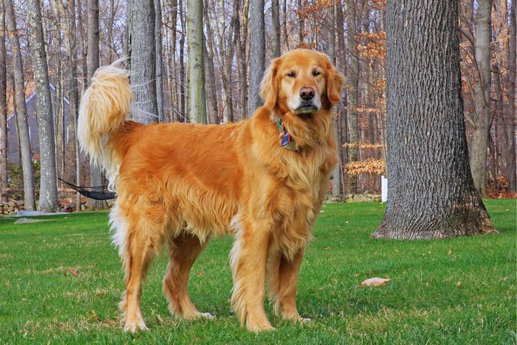 cachorro golden retriver em pé na grama