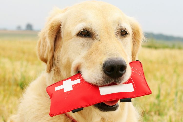 cachorro golden retriver branco com kit médico na boca 