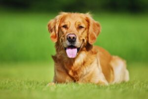 cachorro golden retriever deitado na grama