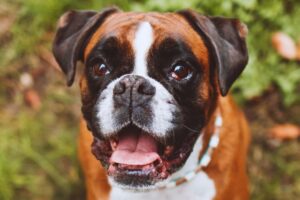 cachorro boxer com a boca aberta