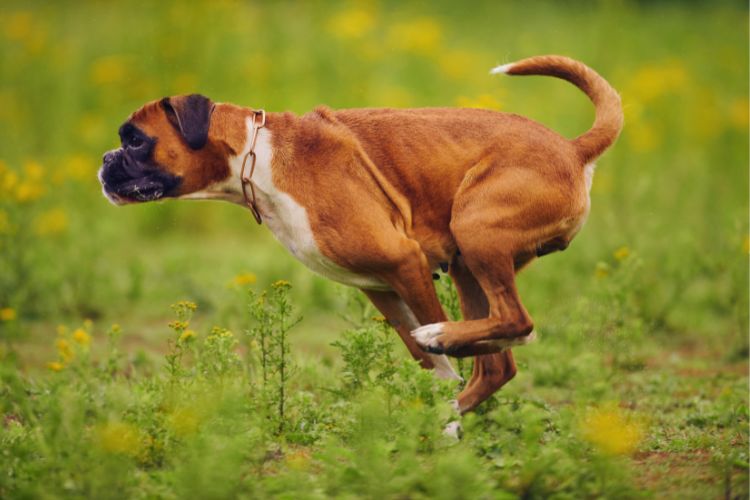cachorro boxer correndo na grama