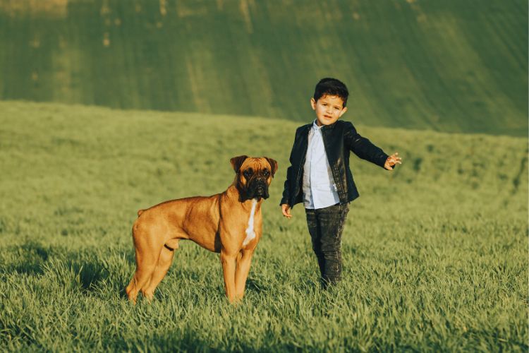 cachorro boxer e menino no campo