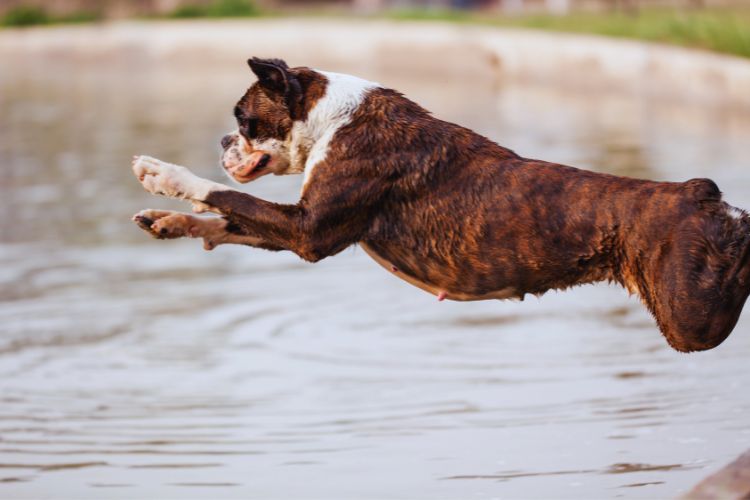 cachorro boxer pulando na água