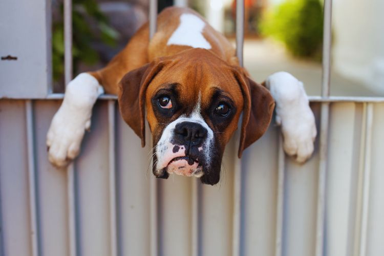 cachorro boxer triste no portão