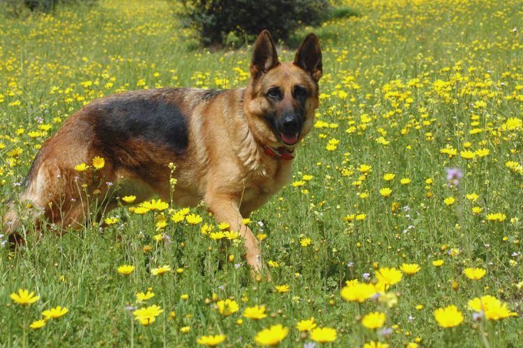 cachorro pastor alemão andando em um campo florido