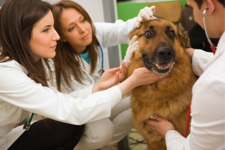 cachorro pastor alemão com veterinários