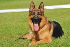 cachorro pastor alemão deitado na grama