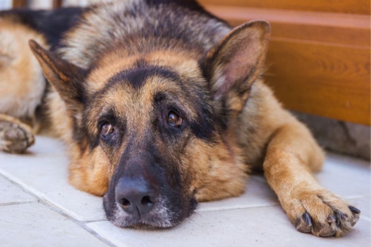cachorro pastor alemão deitado triste