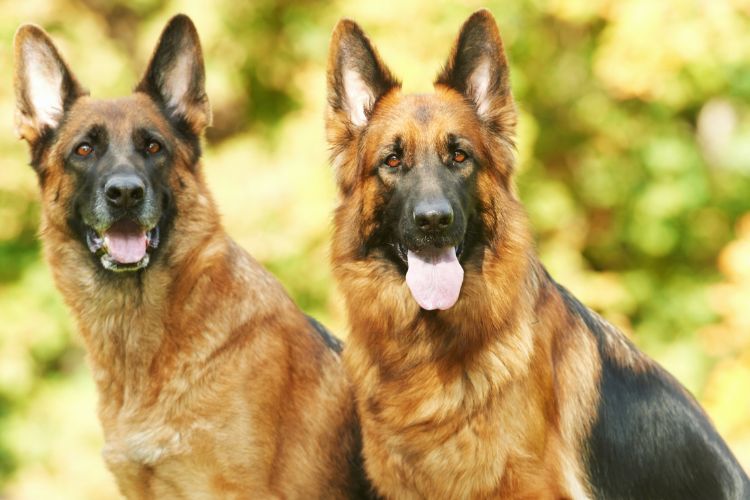 cachorro pastor alemão em dupla olhando para o lado