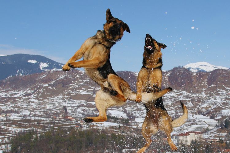 cachorro pastor alemão em dupla pulando