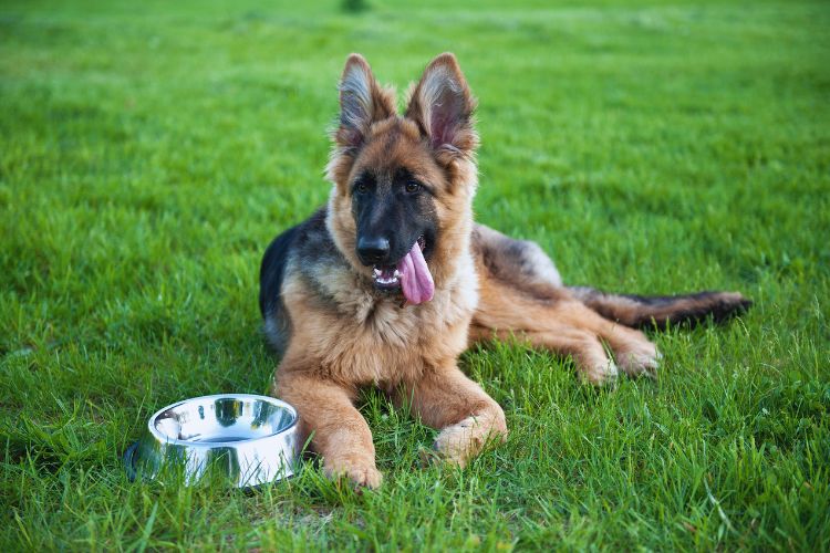 cachorro pastor alemão filhote com tigela de comida