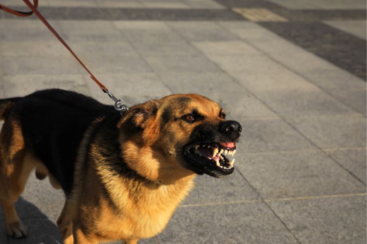 cachorro pastor alemão mostrando os dentes