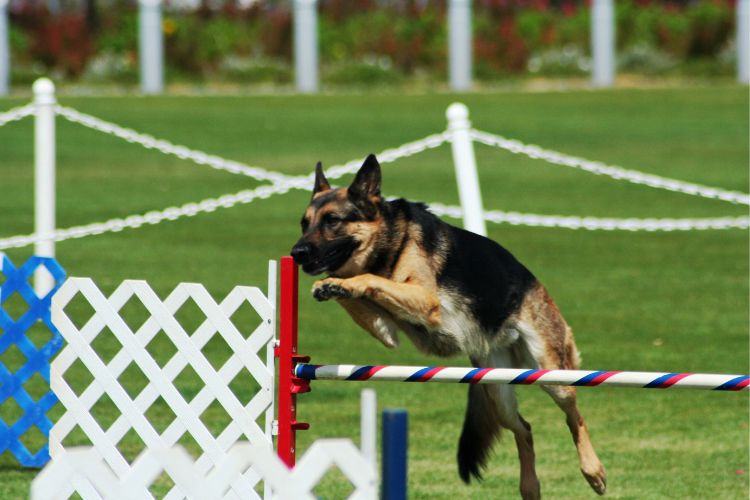 cachorro pastor alemão sendo pulando