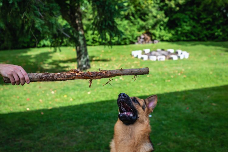cachorro pastor alemão sendo treinado