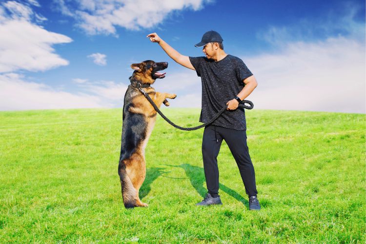 cachorro pastor alemão sendo treinado por homem
