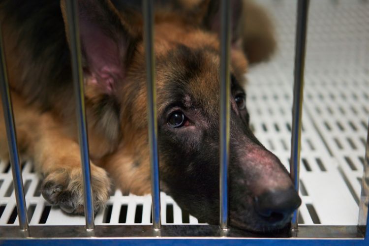 cachorro pastor alemão triste e preso